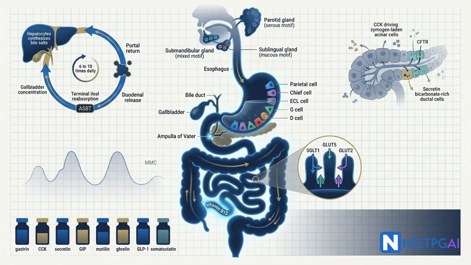 GI Physiology — Digestion, Absorption, Motility for NEET PG 2026